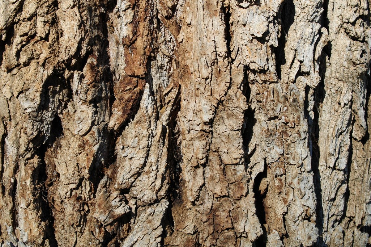 Brown Rough Tree Bark Texture